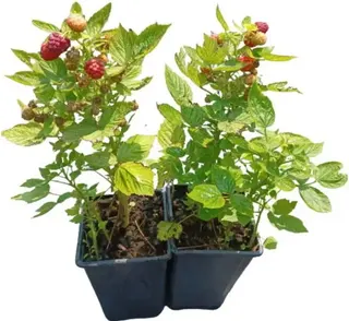 Planta Frambuesa Roja Maceta 1 Litro