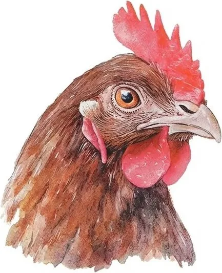 Servilletas Papel Pollo 33x33 cm 20 uds — foto 2
