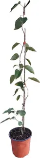Planta Kiwiño Weiki Macho 2L