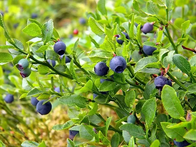 Planta Arandano P9 Silvestre — foto 2