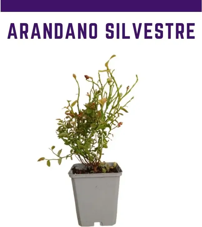 Planta Arandano P9 Silvestre