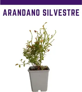 Planta Arandano P9 Silvestre