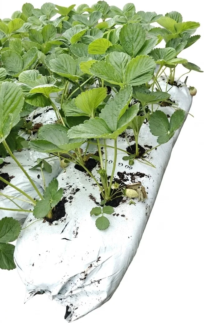 Saco Sustrato Cultivo 28 Litros con Fresas — foto 2