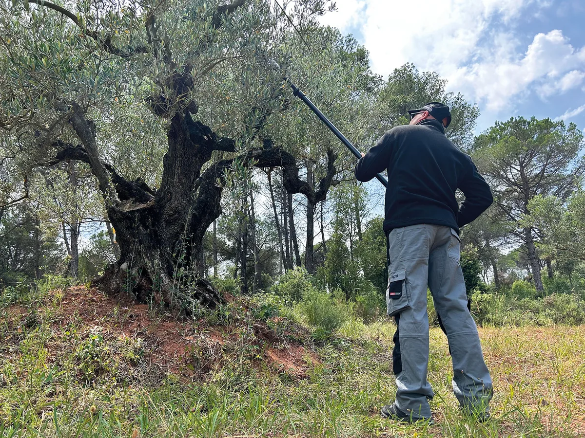 Vareador de aceitunas Arvipo OV37-M telescópico de 1,80 a 2,70 m · 3 baterías 5 Ah y cargador — foto 5